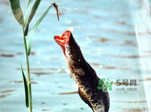 九月份可以釣黑魚嗎？9月份可以釣黑魚嗎？