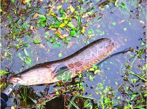 九月份可以釣黑魚嗎？9月份可以釣黑魚嗎？