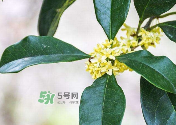 桂花樹(shù)種在院子哪里好？桂花樹(shù)種在家門(mén)口好嗎