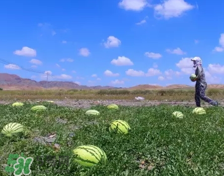 石頭瓜的營養(yǎng)價值 石頭瓜的功效作用