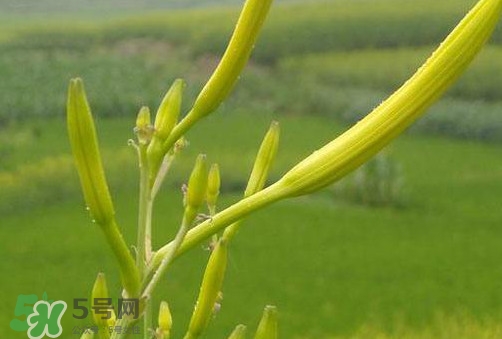 黃花菜是植物的什么部分？黃花菜要去芯嗎？