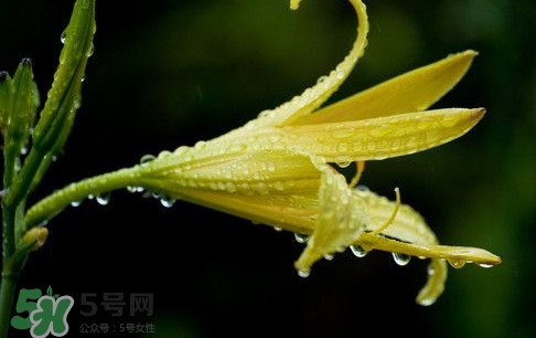 黃花菜什么時(shí)候種植？黃花菜什么時(shí)候采摘好