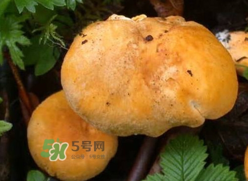 雞油菌是寒性的嗎？雞油菌是發(fā)物嗎