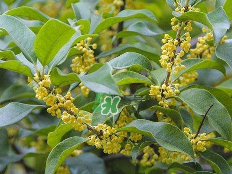 桂花樹(shù)種在院子哪里好？桂花樹(shù)種在家門(mén)口好嗎