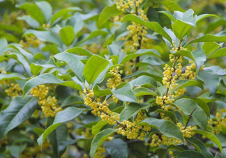 桂花樹(shù)種在院子哪里好？桂花樹(shù)種在家門(mén)口好嗎