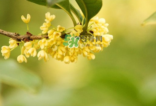 家里為什么不能種桂花？桂花為什么不能栽在家里