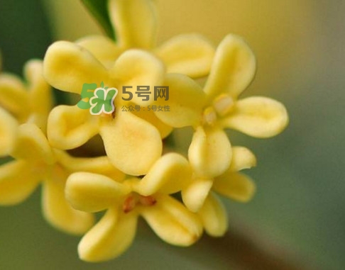 家里為什么不能種桂花？桂花為什么不能栽在家里