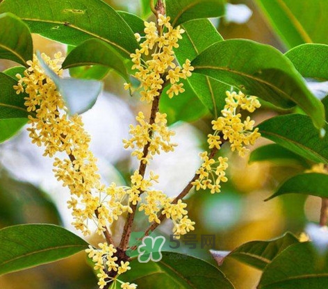 桂花樹(shù)種在院子哪里好？桂花樹(shù)種在家門(mén)口好嗎