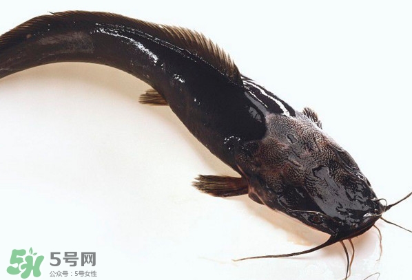 黑魚厲害還是鯰魚厲害？黑魚是世界上最臟的魚