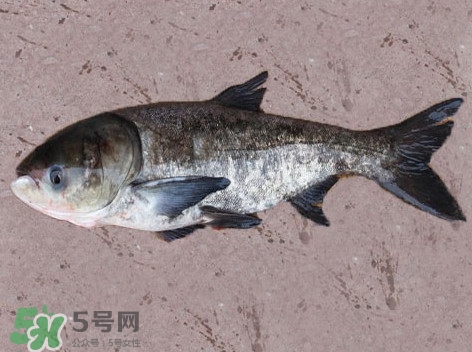 花鰱魚是海鮮嗎？花鰱魚是淡水魚嗎