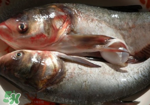 花鰱魚是海鮮嗎？花鰱魚是淡水魚嗎