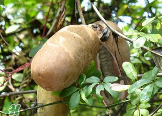 八月瓜適合哪里種植？八月瓜的種植技術(shù)