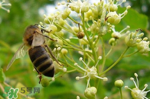 椴樹蜜是什么顏色？椴樹蜜是白色的嗎