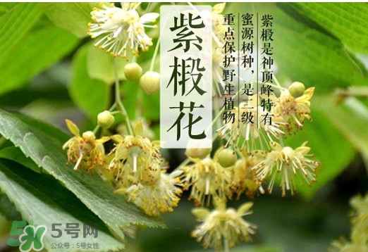 椴樹(shù)蜜多少錢(qián)一斤？椴樹(shù)蜜的功效與作用