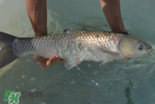 脆肉鯇是草魚(yú)嗎？脆肉鯇和草魚(yú)有什么區(qū)別