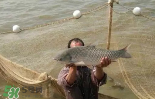 草魚(yú)怎么養(yǎng)殖成脆肉鯇？脆肉鯇養(yǎng)殖條件及技術(shù)