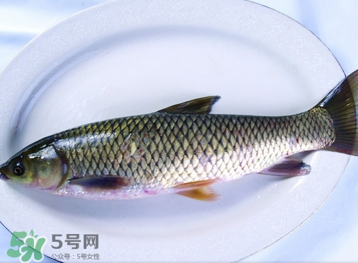 鯇魚是什么魚？鯇魚是怎樣來的