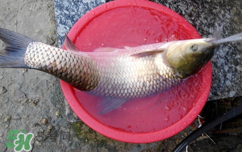 釣鯇魚用什么魚餌？鯇魚怎么做好吃