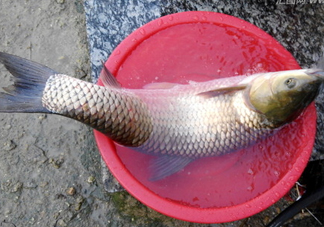 釣鯇魚用什么魚餌？鯇魚怎么做好吃