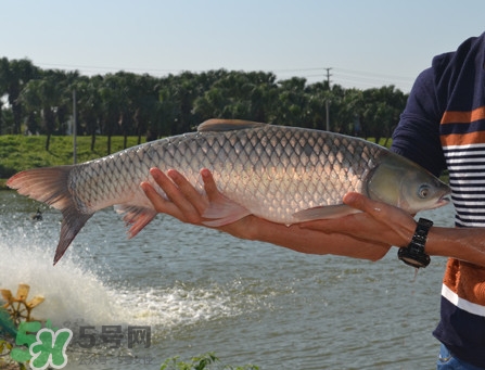 脆肉鯇可以做酸菜魚(yú)嗎？脆肉鯇什么季節(jié)有