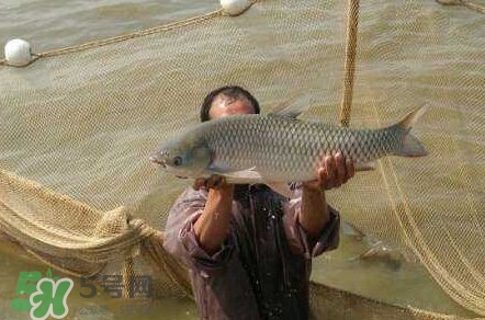 脆肉鯇是草魚(yú)嗎？脆肉鯇和草魚(yú)有什么區(qū)別