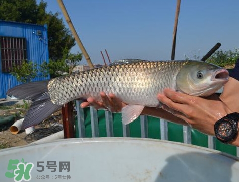 脆肉鯇是什么魚？脆肉鯇口感為什么是脆的