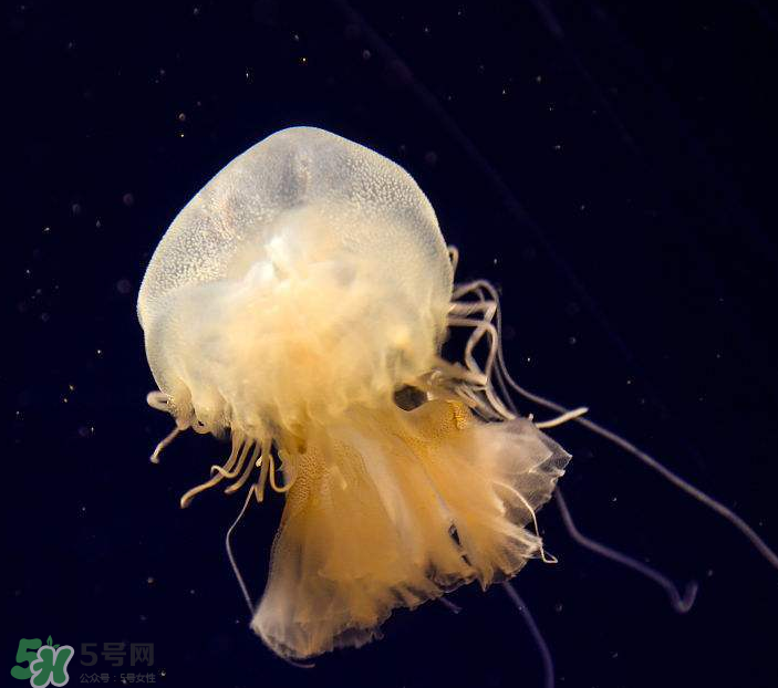 海蜇是生吃嗎？海蜇怎么吃？