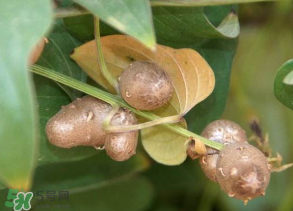 山藥豆能種植嗎？山藥豆怎么種？