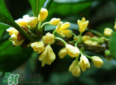 新鮮桂花怎么清洗？新鮮桂花可以冷凍嗎？