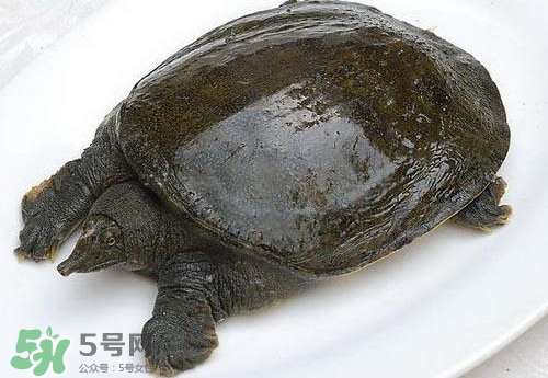 腳魚(yú)有靈性嗎？腳魚(yú)吃了有什么好處