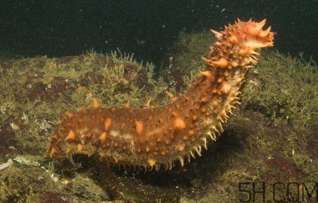 海參是海鮮嗎？海參是動物還是植物？