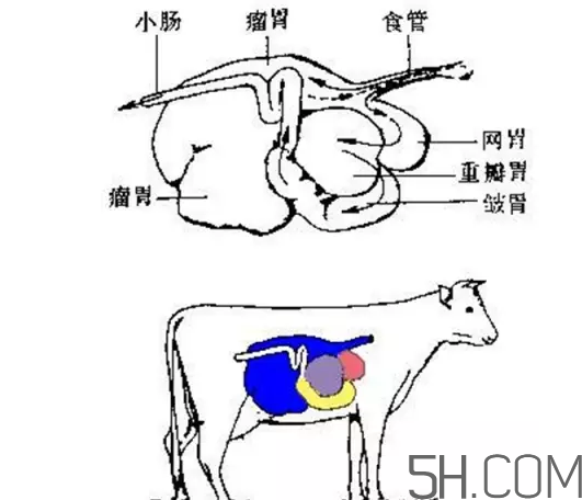 牛百葉和毛肚是一個東西嗎？牛百葉上面有層黑皮能吃嗎？