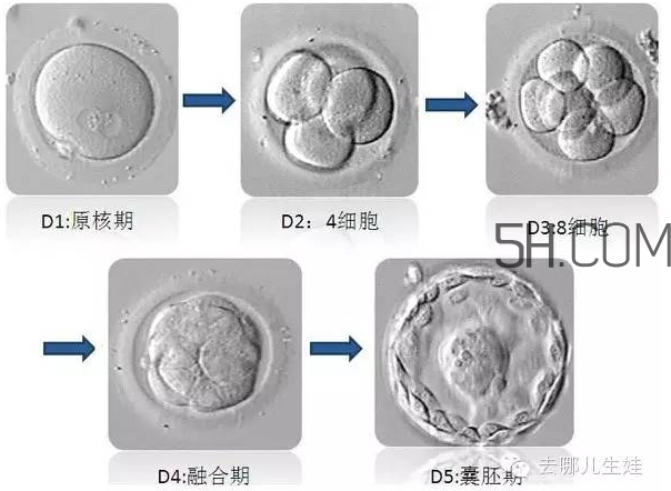 試管嬰兒有什么風(fēng)險？試管嬰兒長大后的弊端