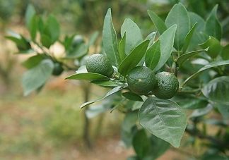 貢柑怎么預(yù)防裂果？貢柑種植管理技術(shù)