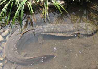 娃娃魚(yú)是卵生還是胎生？娃娃魚(yú)能在陸地上生活嗎