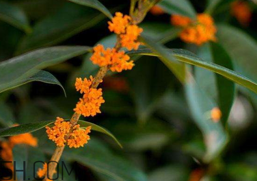 紅桂花能泡茶嗎 紅桂花和白桂花哪個(gè)泡酒好