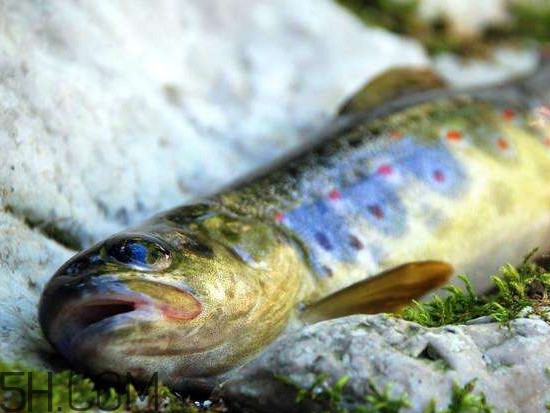 鮭魚(yú)是什么魚(yú)？鮭魚(yú)多少錢一斤