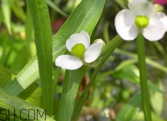 慈菇什么時候種？慈菇什么季節(jié)有