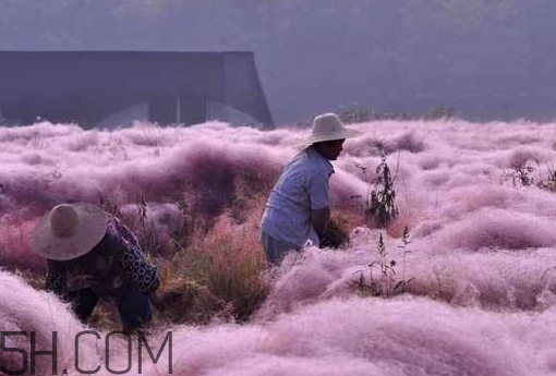 粉黛亂子是什么植物？粉黛亂子草花語