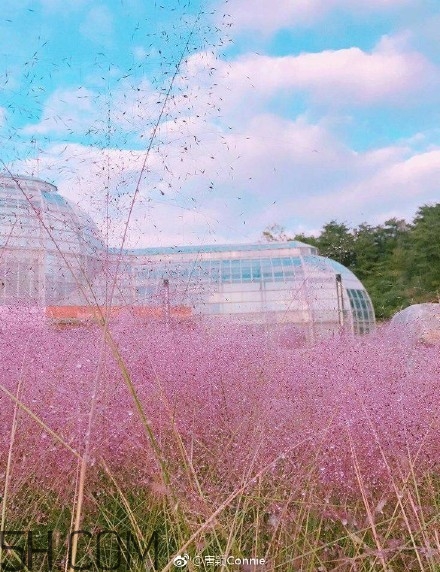 粉黛亂子是什么植物？粉黛亂子草花語