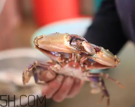 海虹蟹蒸多久才可以熟？海虹蟹蒸多長時間