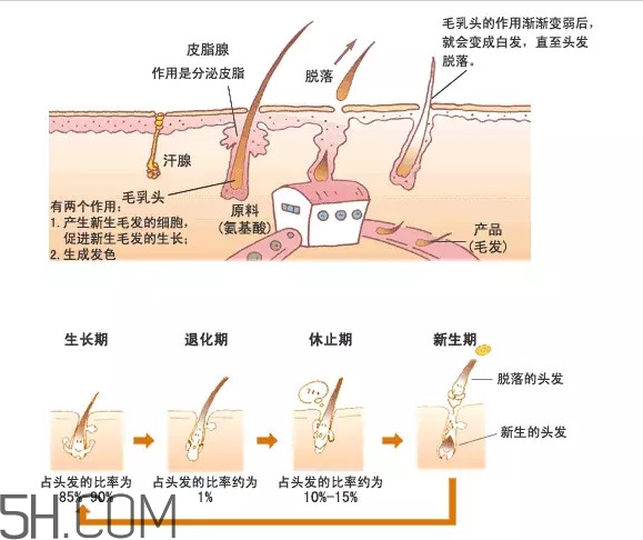 禿頂了還能長出頭發(fā)嗎？禿頂和性欲太強(qiáng)是不是有關(guān)