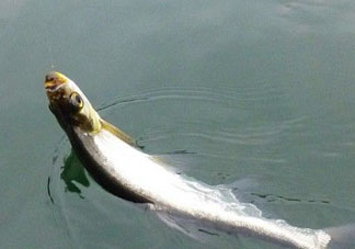 立冬后還好釣魚(yú)嗎 立冬前后釣魚(yú)技巧