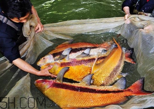 胭脂魚多少錢一斤？胭脂魚怎么做好吃