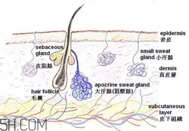 腿毛能刮嗎？腿毛能不能刮？