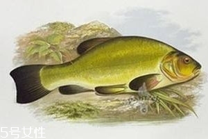 清江魚是什么魚 清江庫區(qū)長大的魚