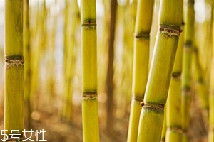 吃甘蔗臉會(huì)變大嗎？原來(lái)還有這么一說(shuō)