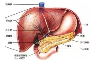 膽囊里的石頭從何而來？膽汁形成膽結(jié)石