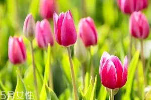 嚴(yán)禁入室的花有哪些？這7種花別養(yǎng)