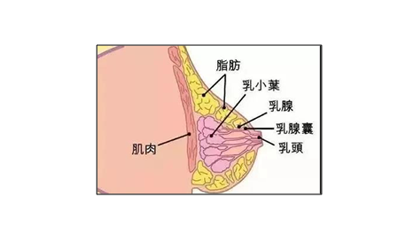 經(jīng)常跑步小腿會(huì)變粗嗎 的確會(huì)越跑越粗